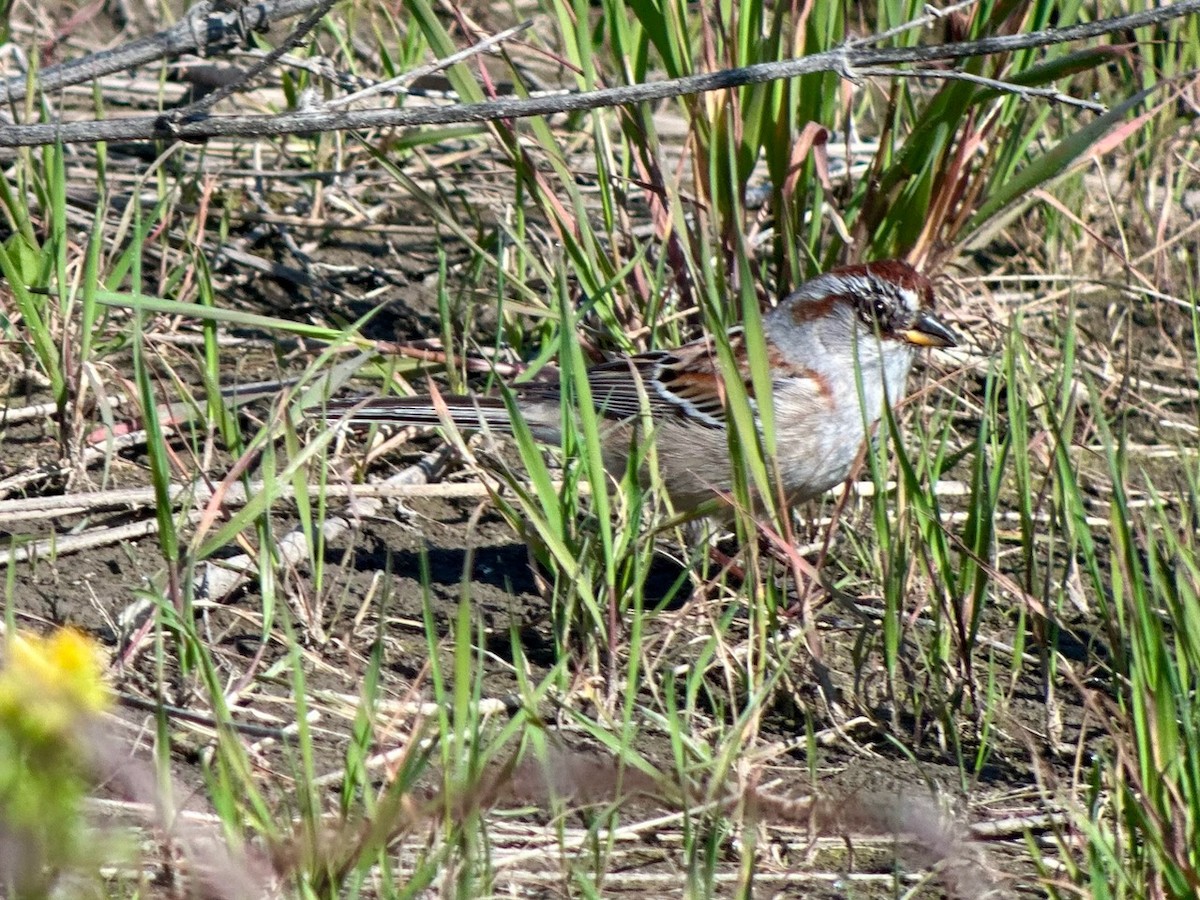 American Tree Sparrow - Jeff Bouton