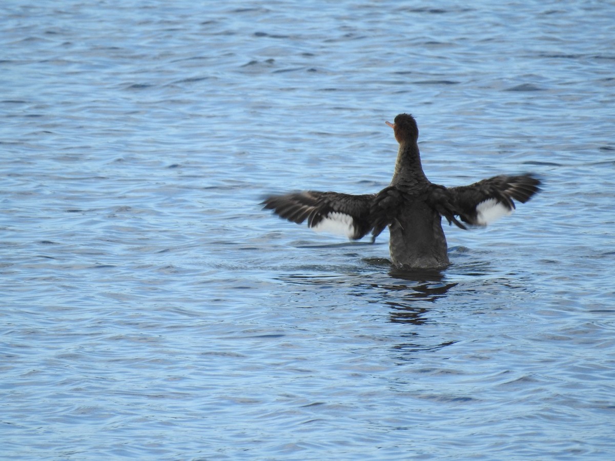 morčák prostřední - ML615053378