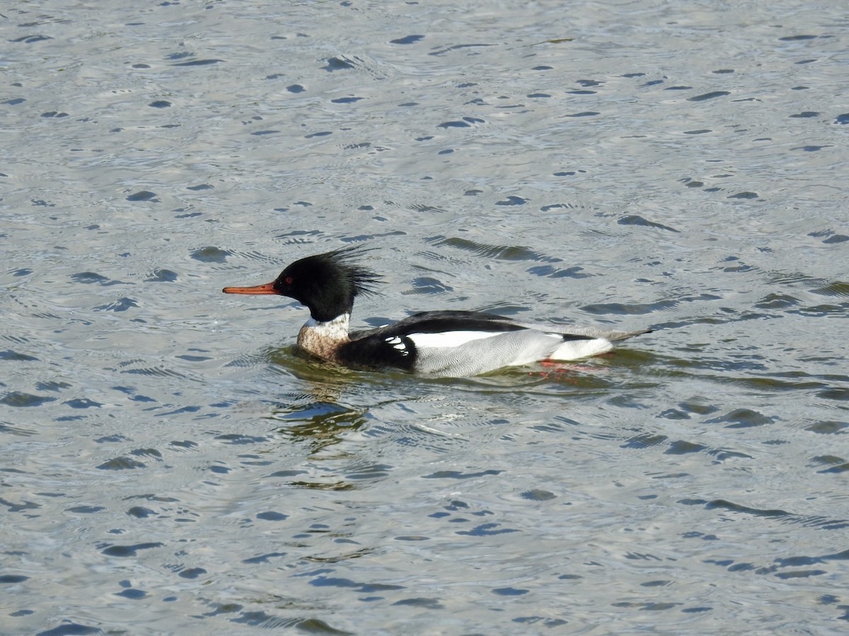 morčák prostřední - ML615053379