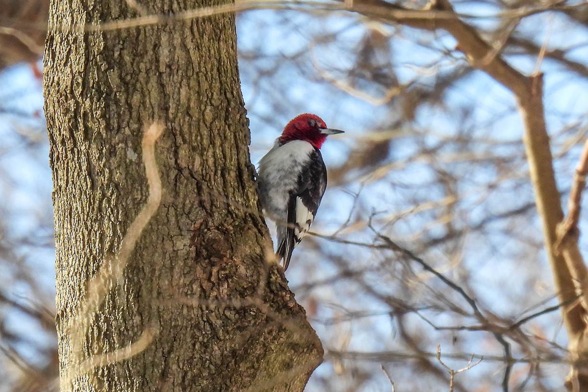 Red-headed Woodpecker - ML615053380