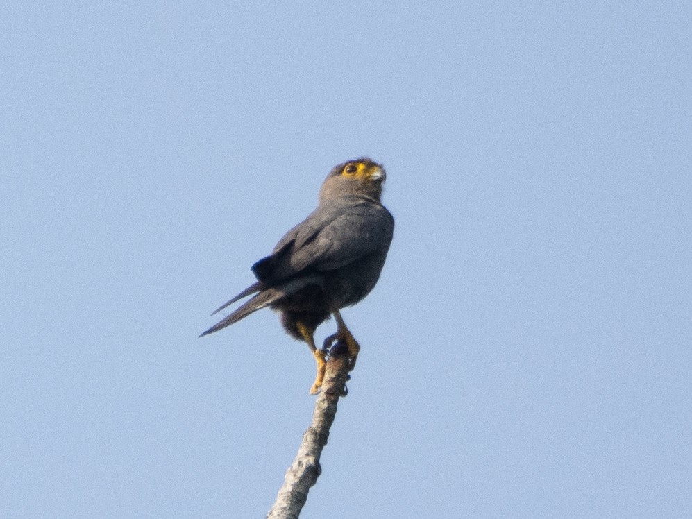 Gray Kestrel - ML615053421