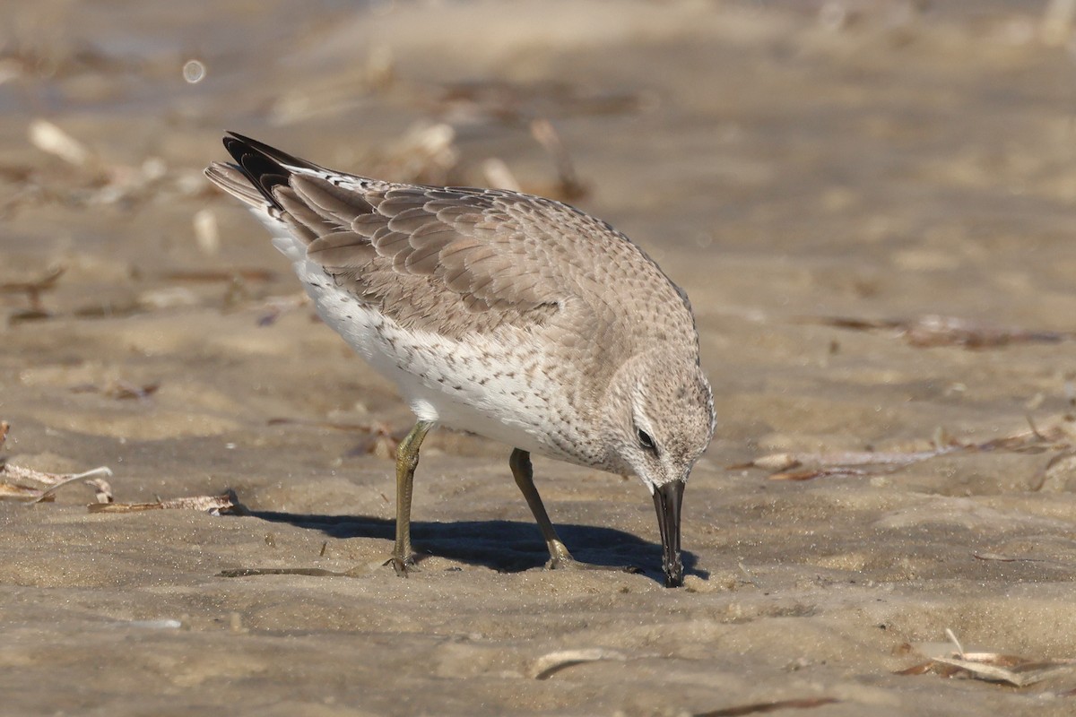 Red Knot - ML615053425