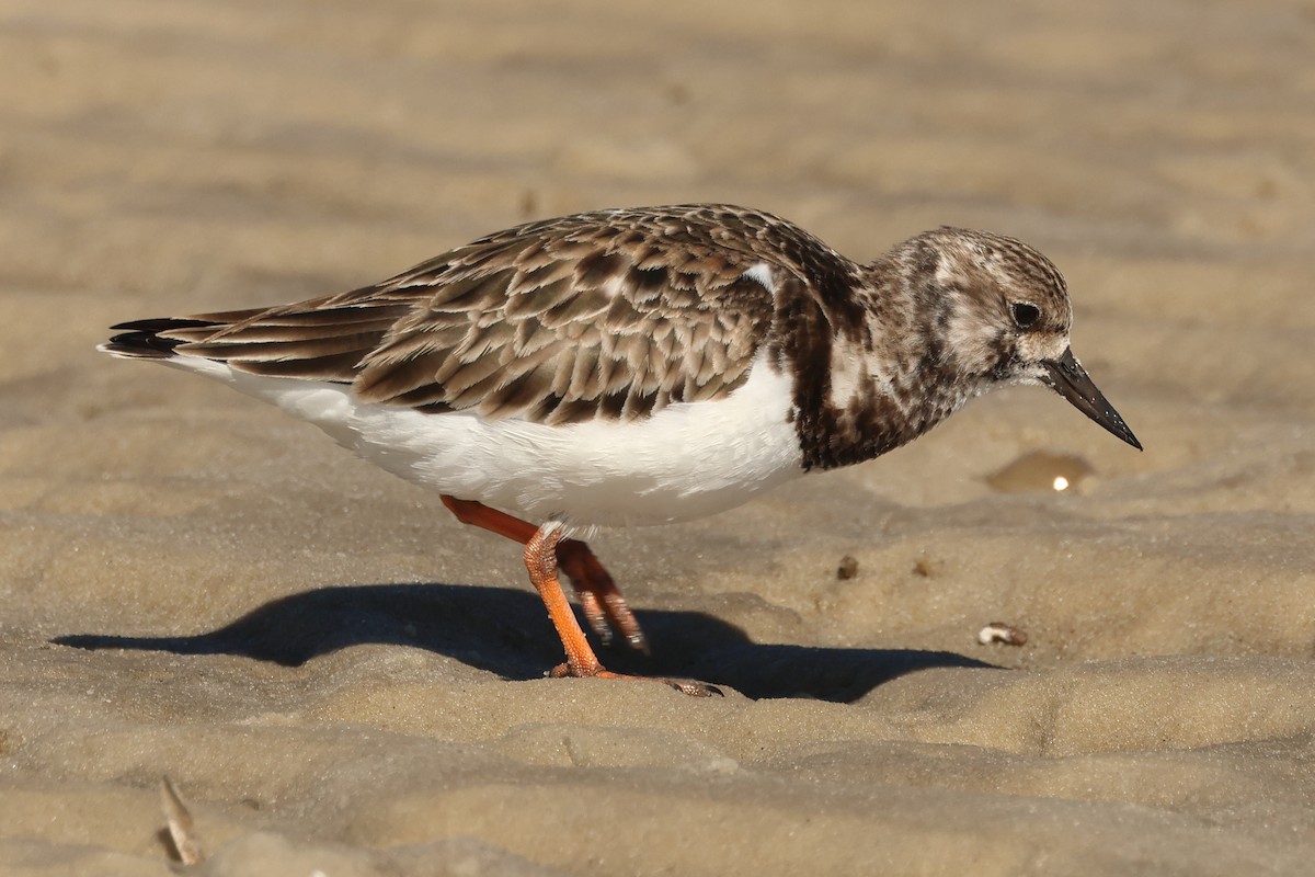 Ruddy Turnstone - ML615053426