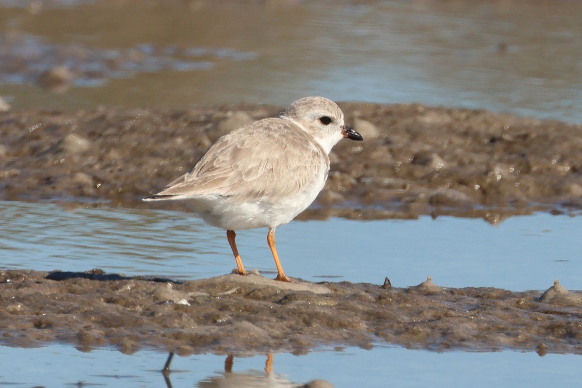 Piping Plover - ML615053432