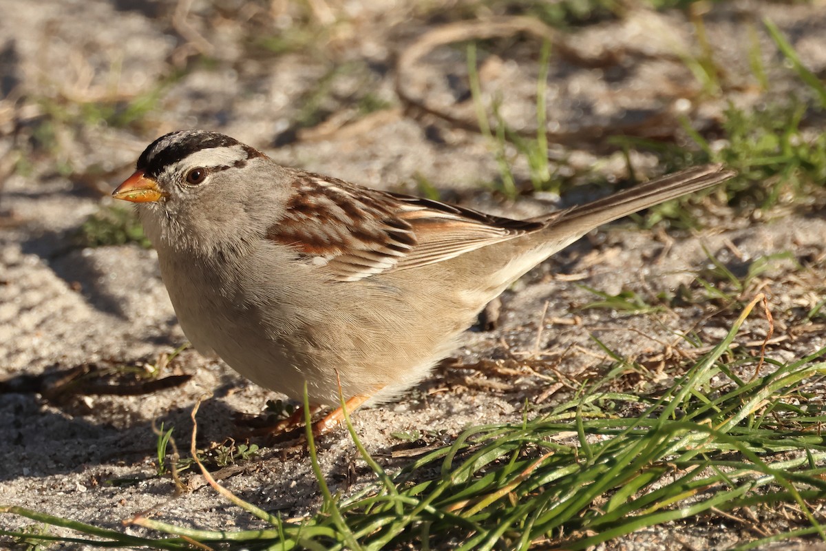 White-crowned Sparrow - ML615053464