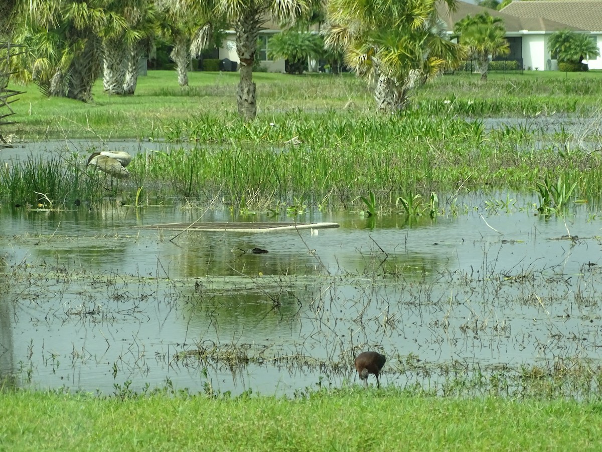 Sandhill Crane - ML615053510