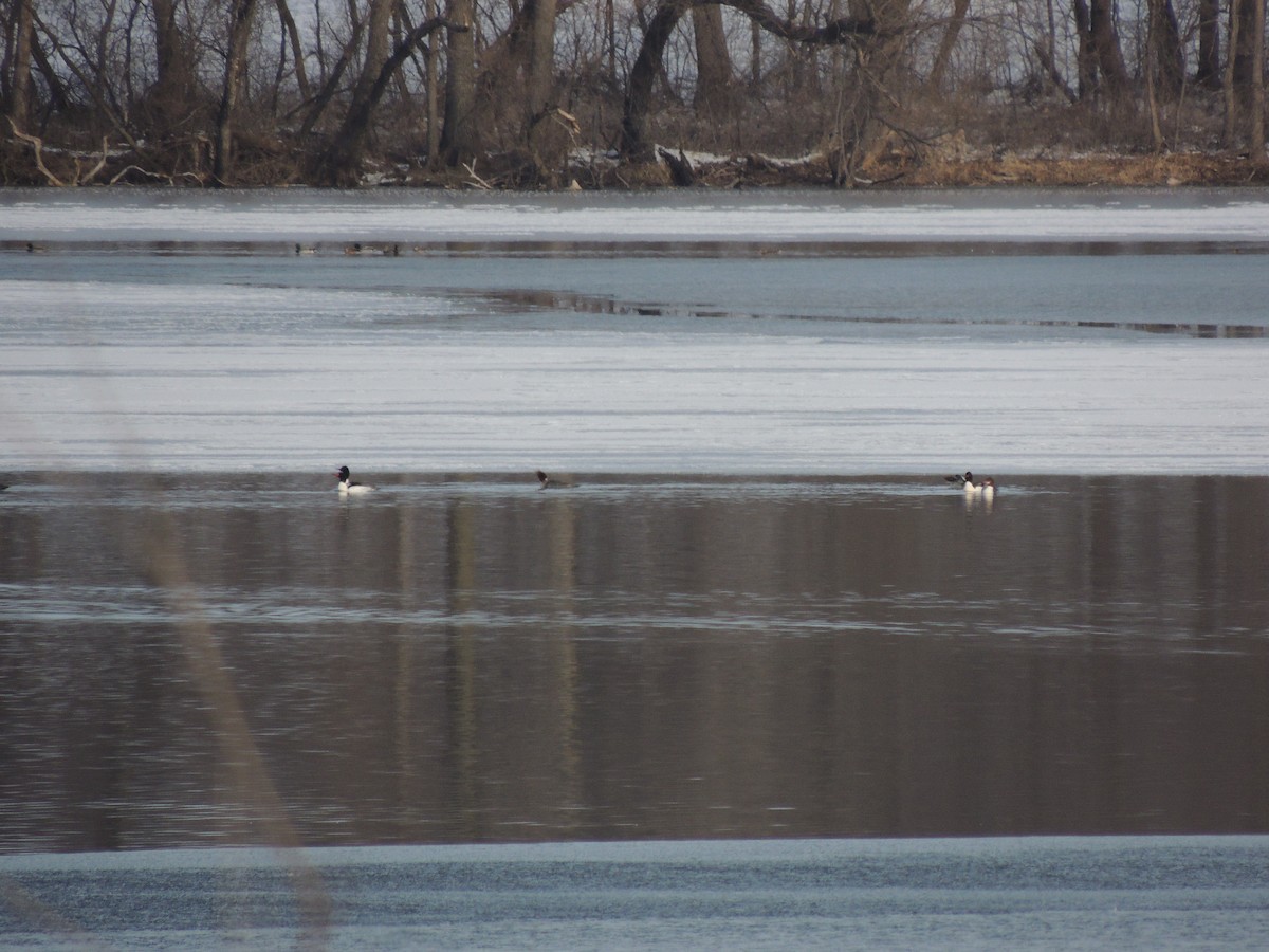 Common Merganser - ML615053564