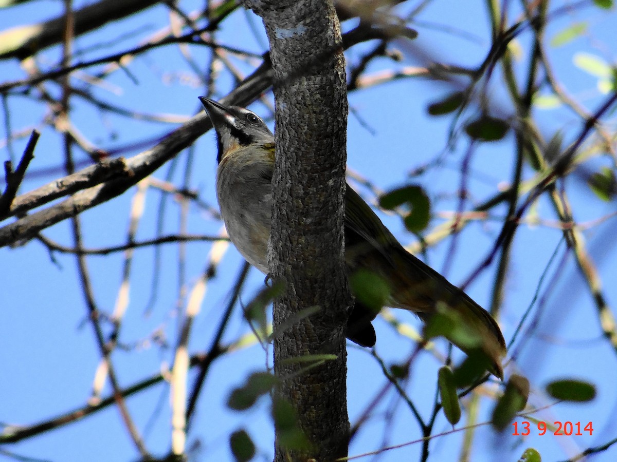 Buff-throated Saltator - ML615053571