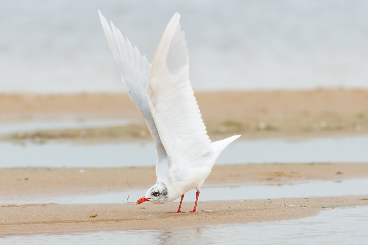 Mouette mélanocéphale - ML615053574