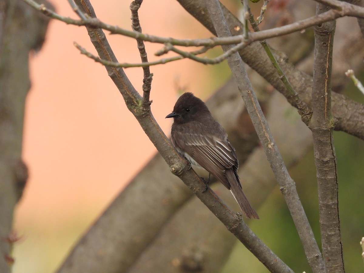 Black Phoebe - ML615053636