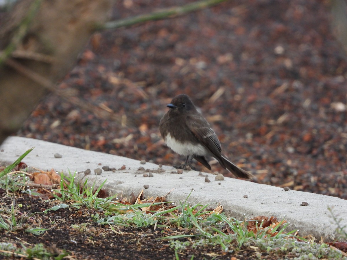 Black Phoebe - ML615053645