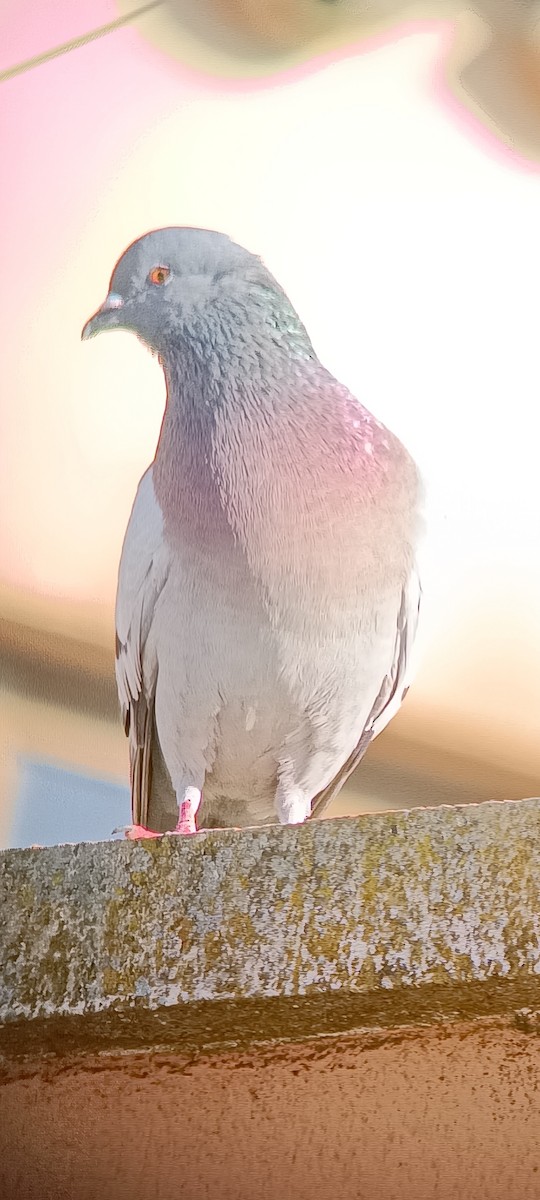 Rock Pigeon (Feral Pigeon) - ML615053681