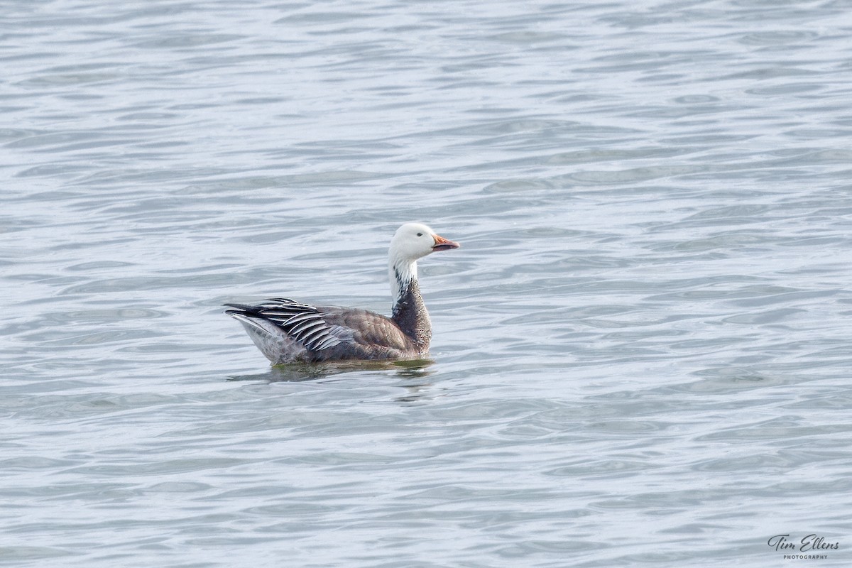 Snow Goose - ML615053688