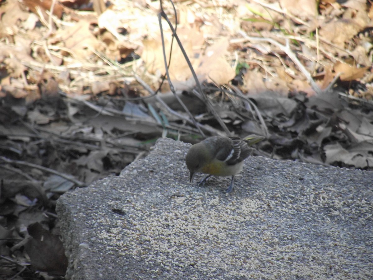 Baltimore Oriole - ML615053694