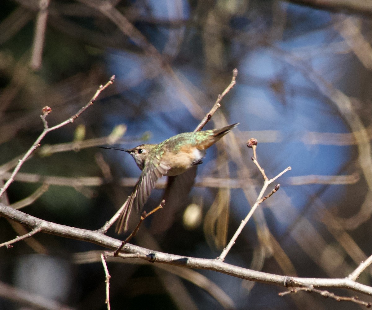 Rufous Hummingbird - ML615053717