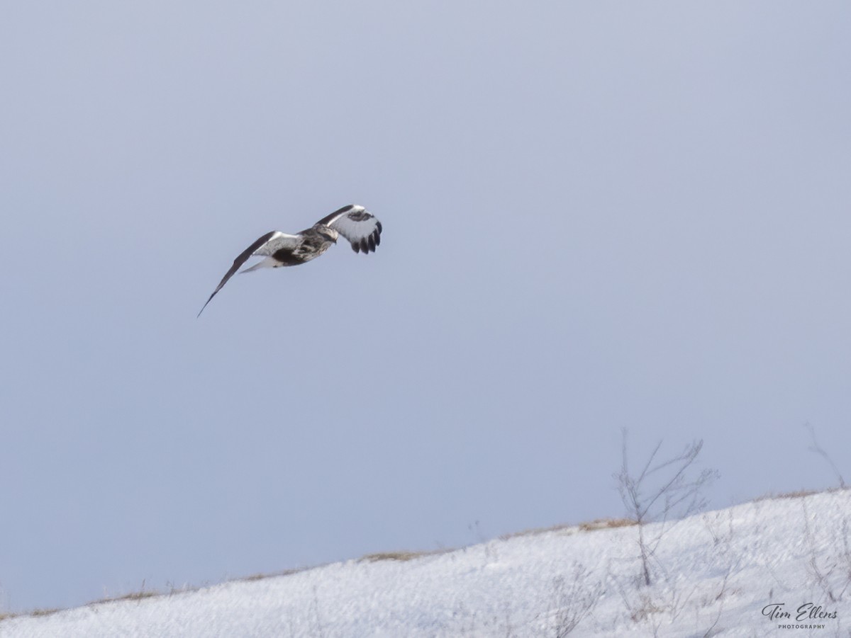 Rough-legged Hawk - ML615053733