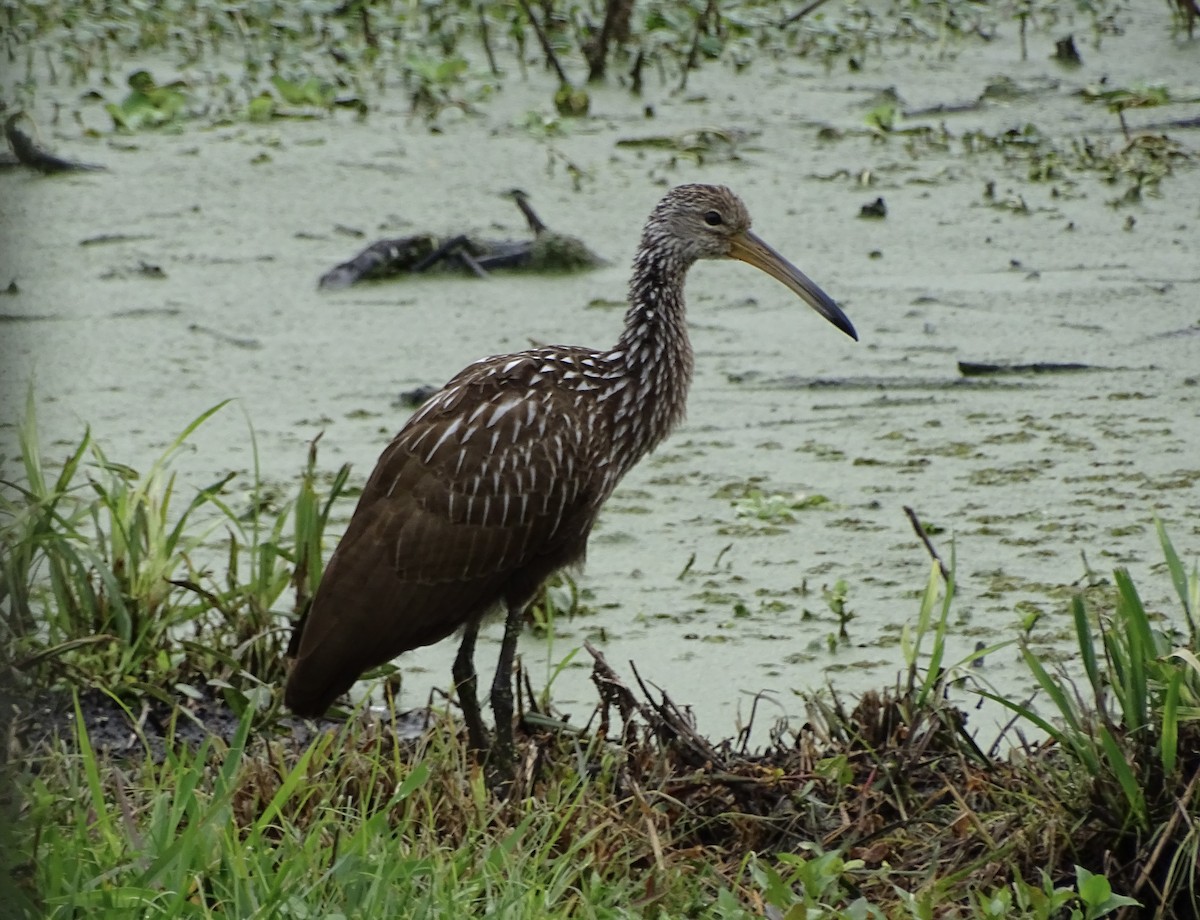 Limpkin - ML615053806