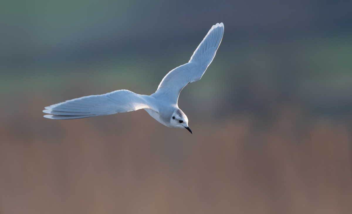 Little Gull - ML615053833