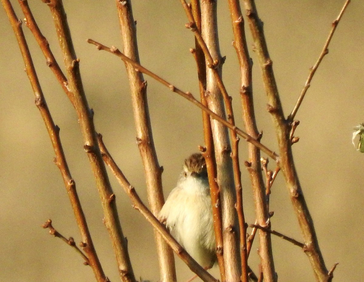 Prinia Delicada - ML615053853