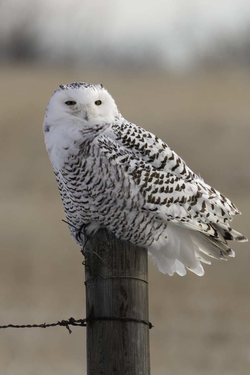 Snowy Owl - ML615053868