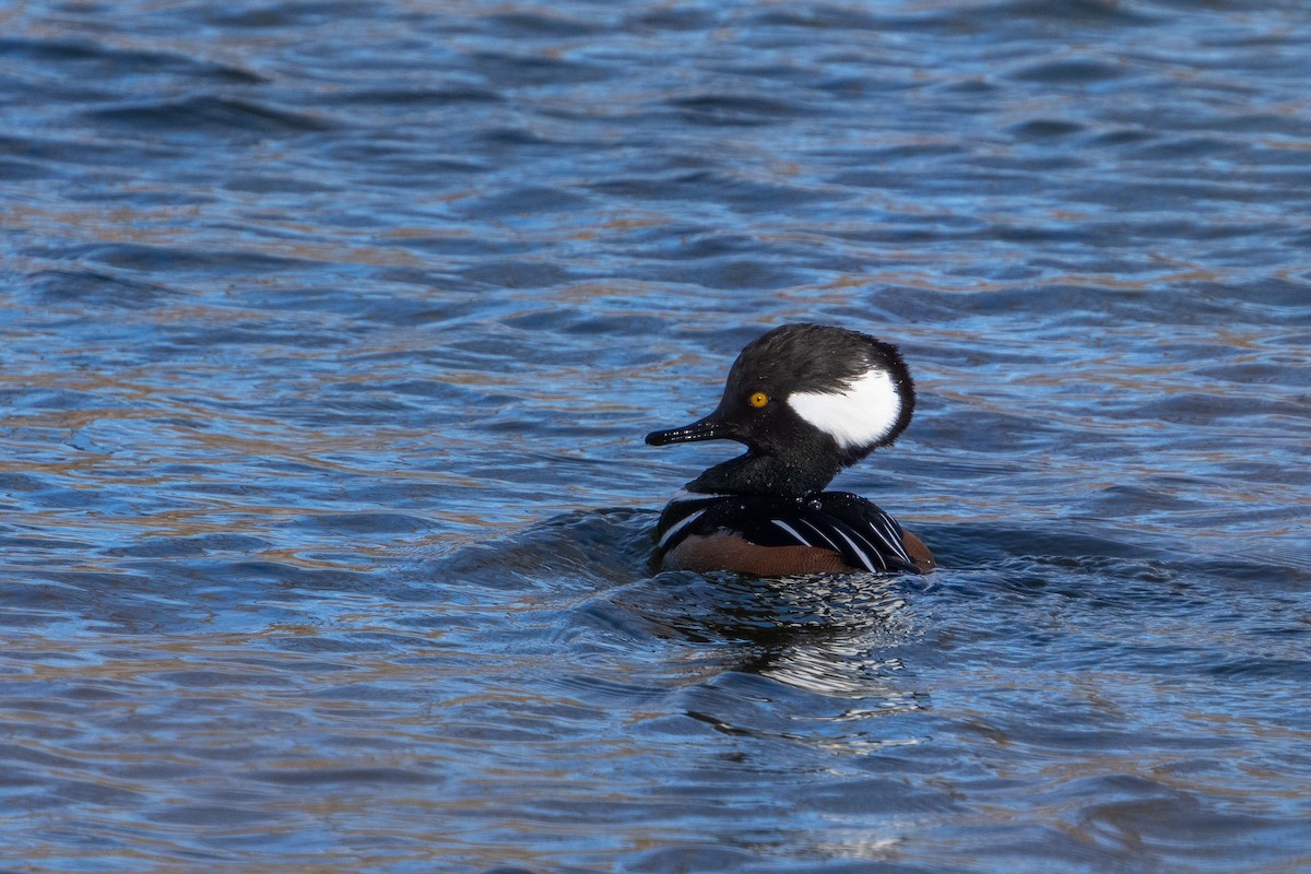 Hooded Merganser - John Wittrock