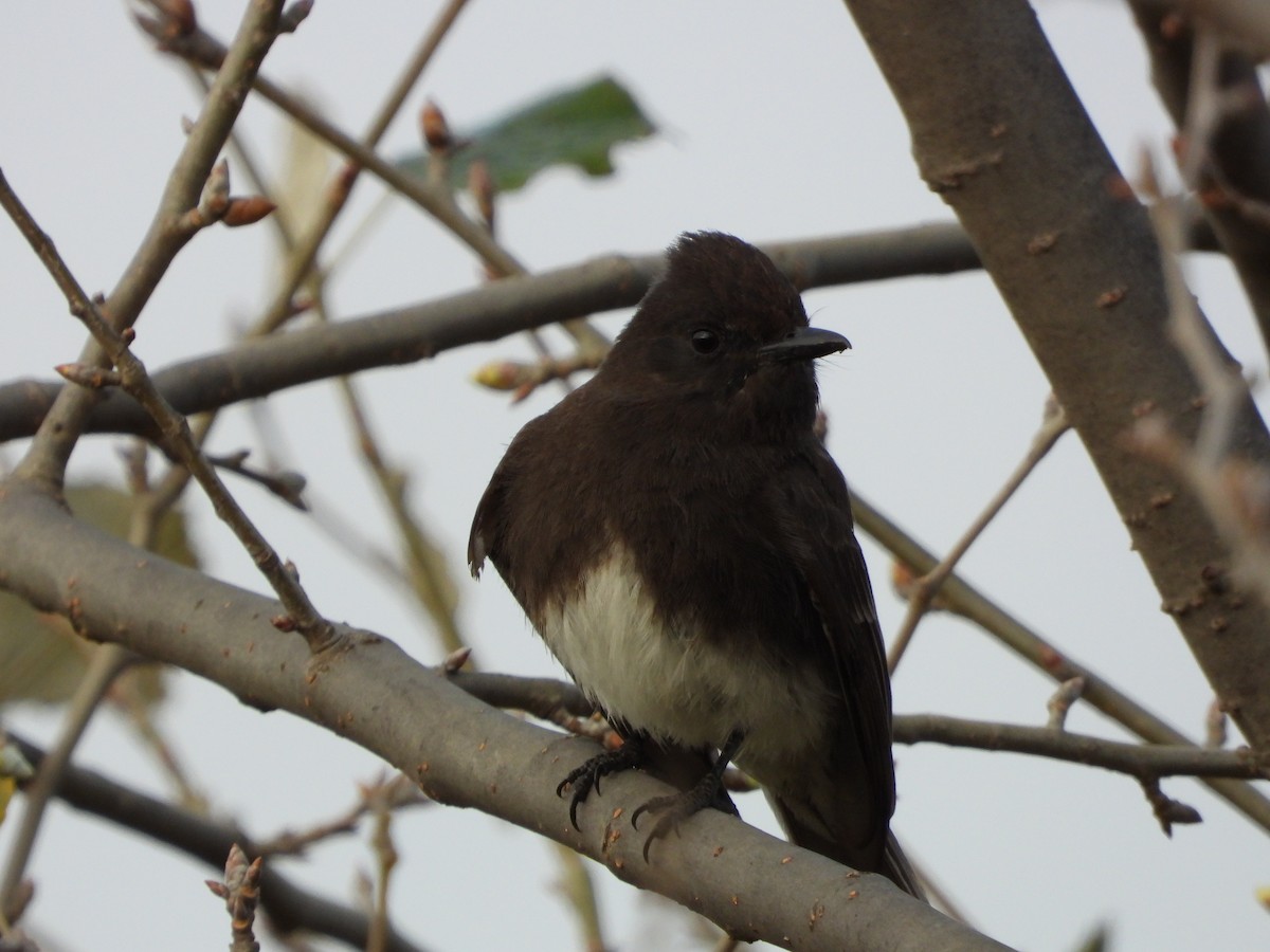 Black Phoebe - ML615053898