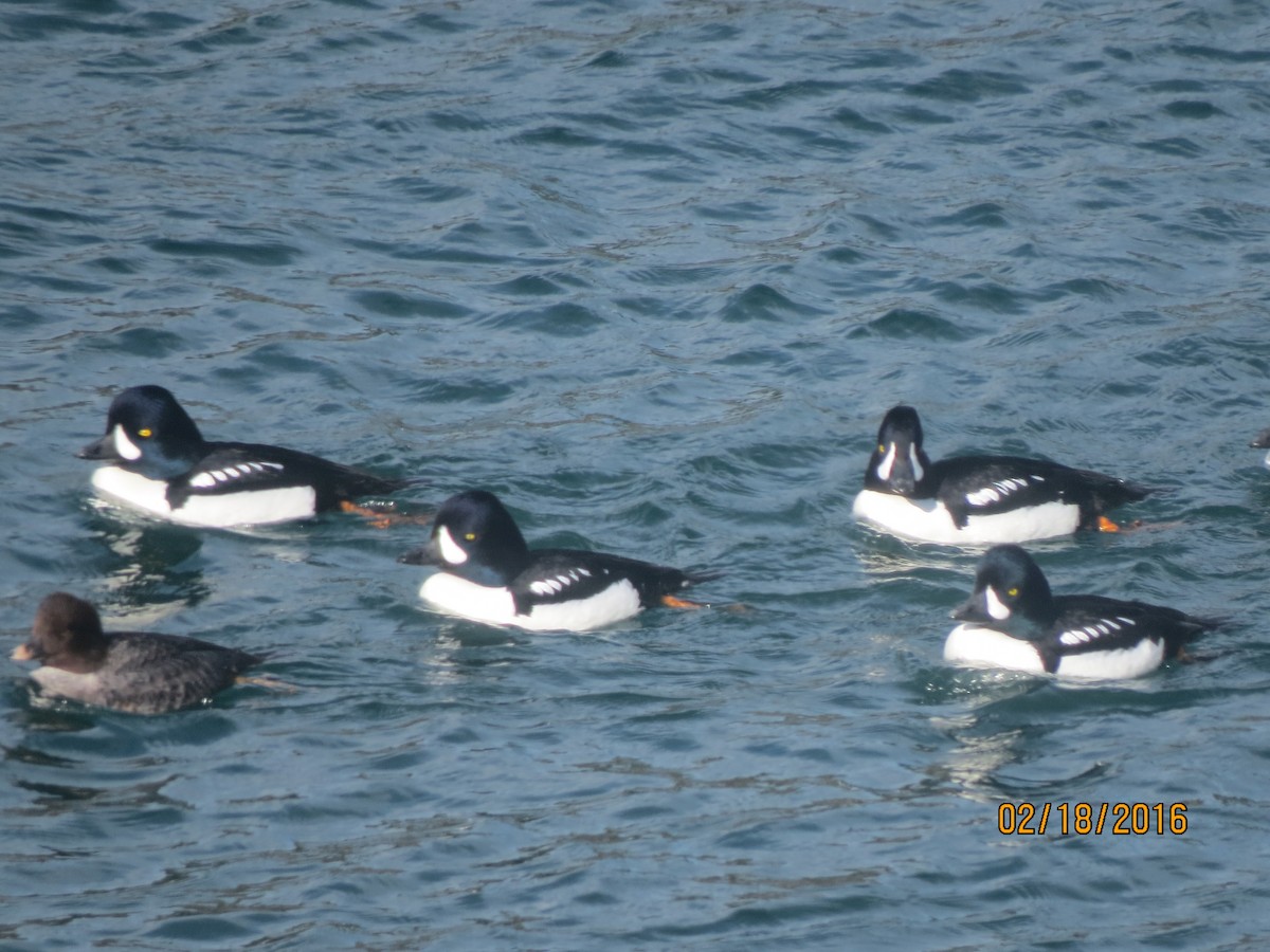 Barrow's Goldeneye - ML615053904