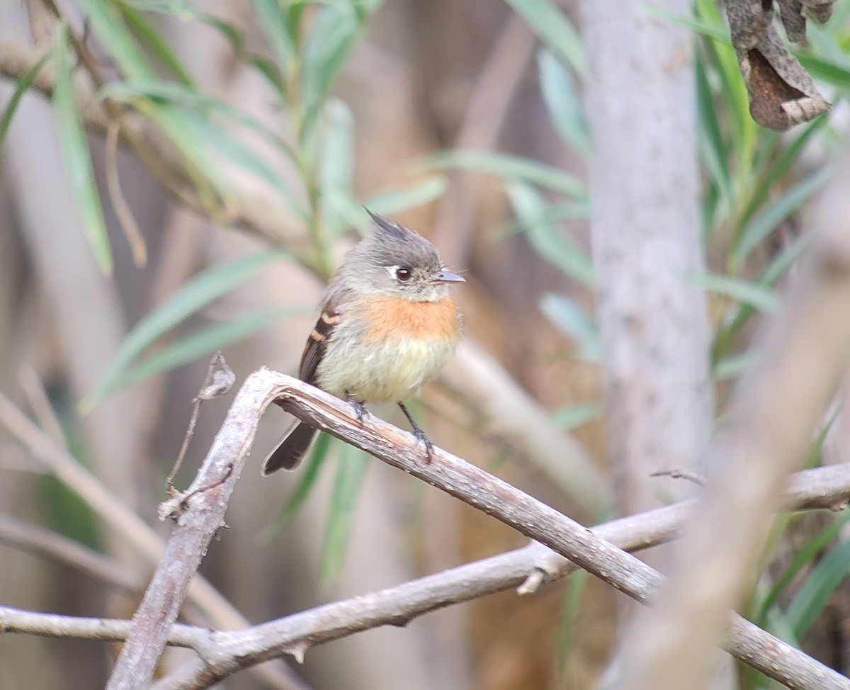 Belted Flycatcher - Josue  de León Lux (Birding Guide) josuedeleonlux@gmail.com +502 3068 8988