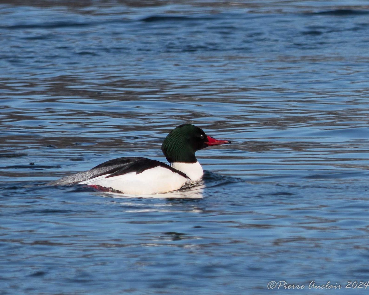 Common Merganser - ML615053935