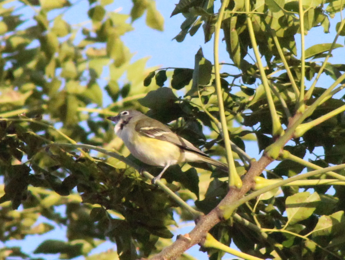 Blue-headed Vireo - ML615054126