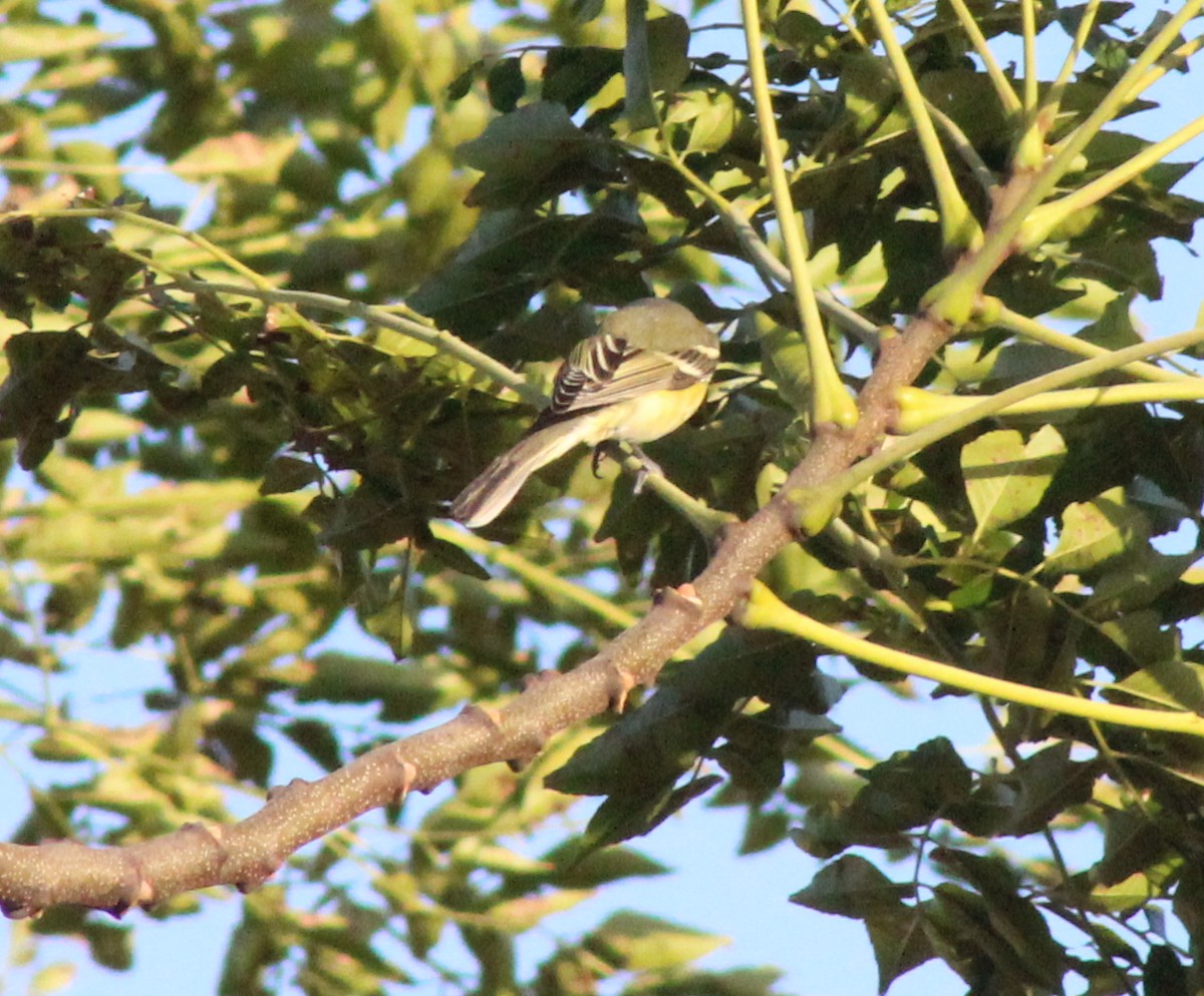 Blue-headed Vireo - Shannon Hodgson