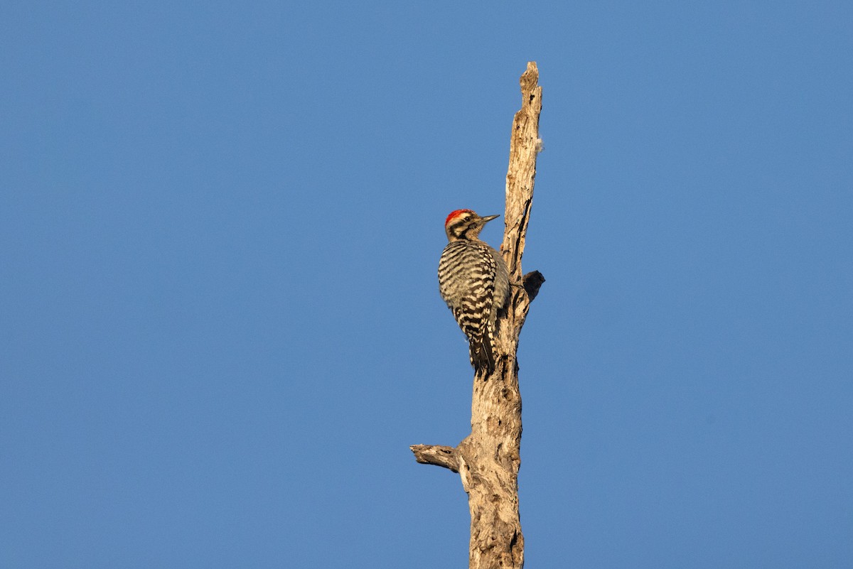 Ladder-backed Woodpecker - ML615054154