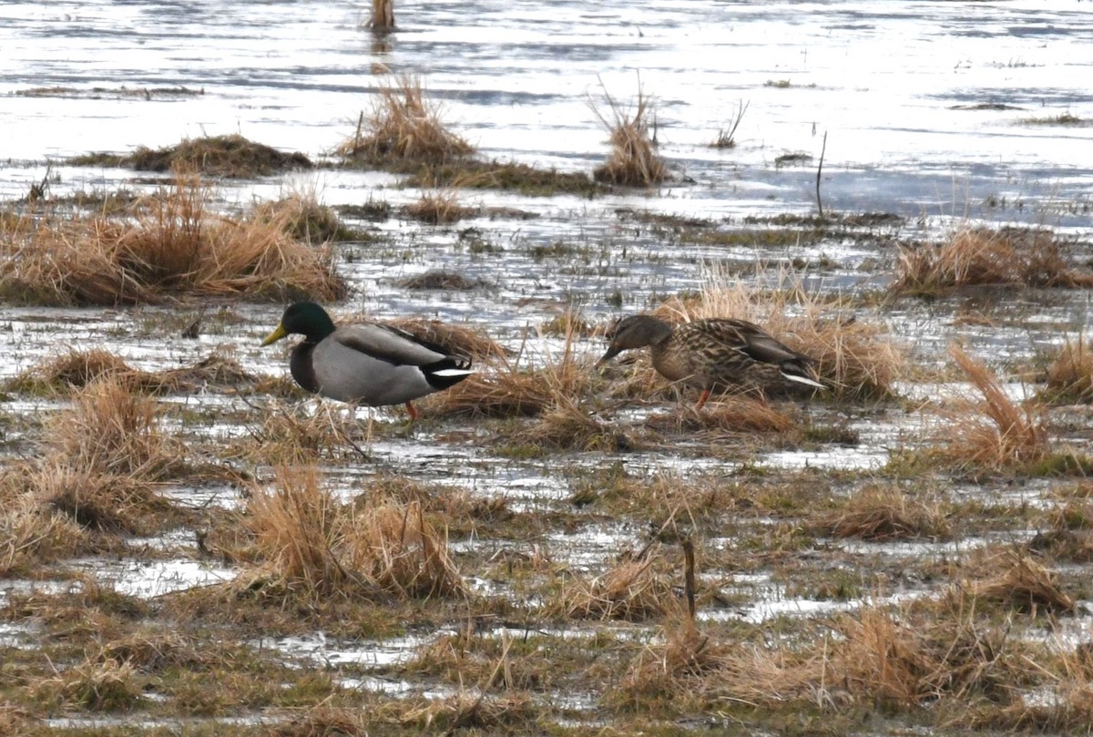 Mallard - Brent Farnsworth