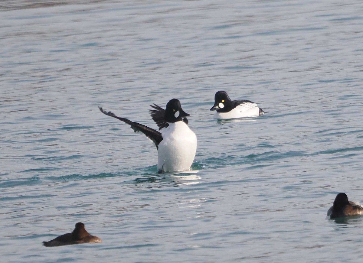 Common Goldeneye - ML615054235