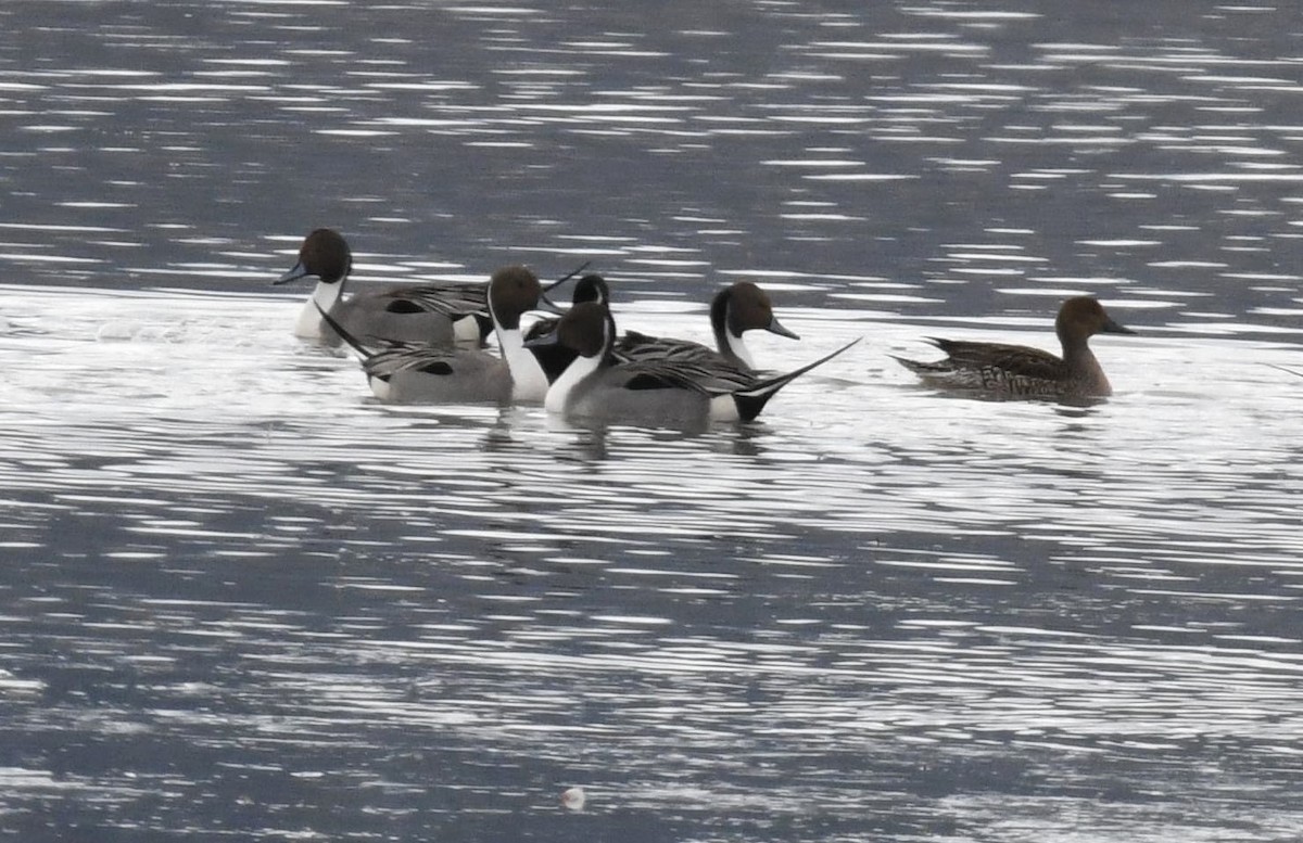 Northern Pintail - ML615054243