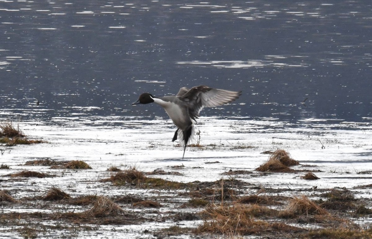 Northern Pintail - ML615054247