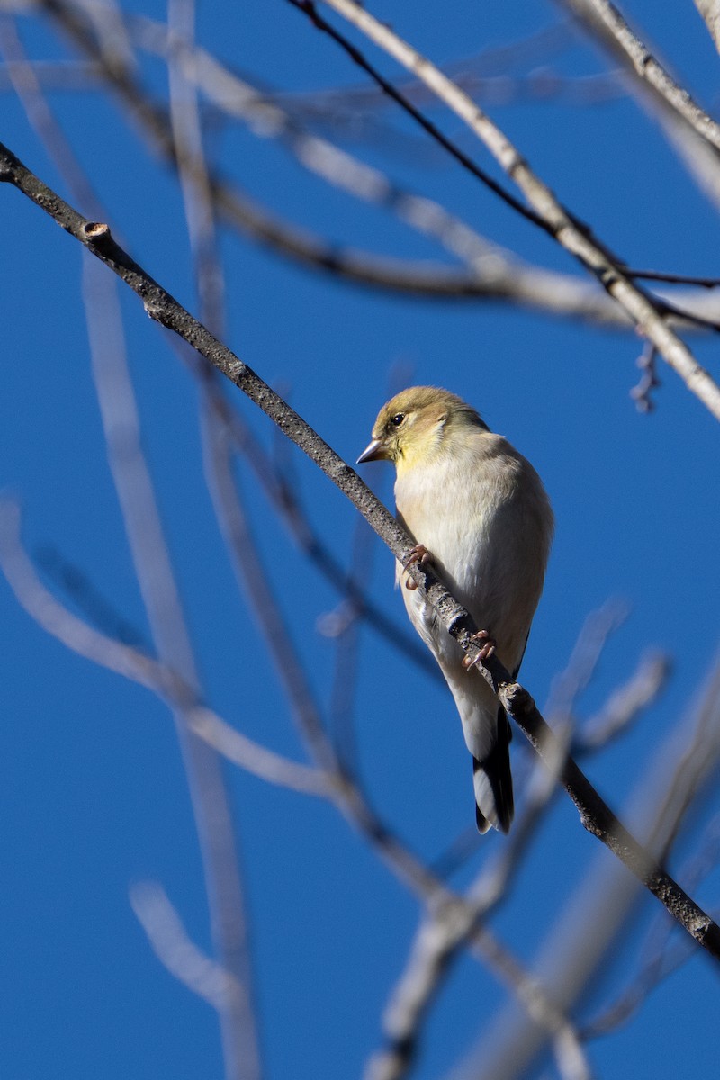 American Goldfinch - John Wittrock