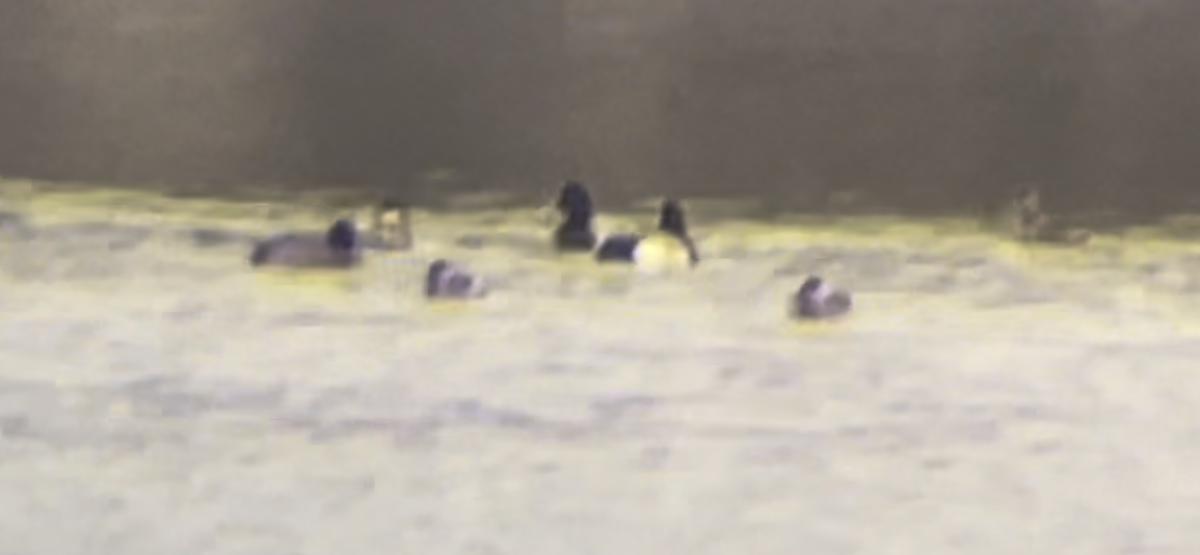 Greater/Lesser Scaup - ML615054421