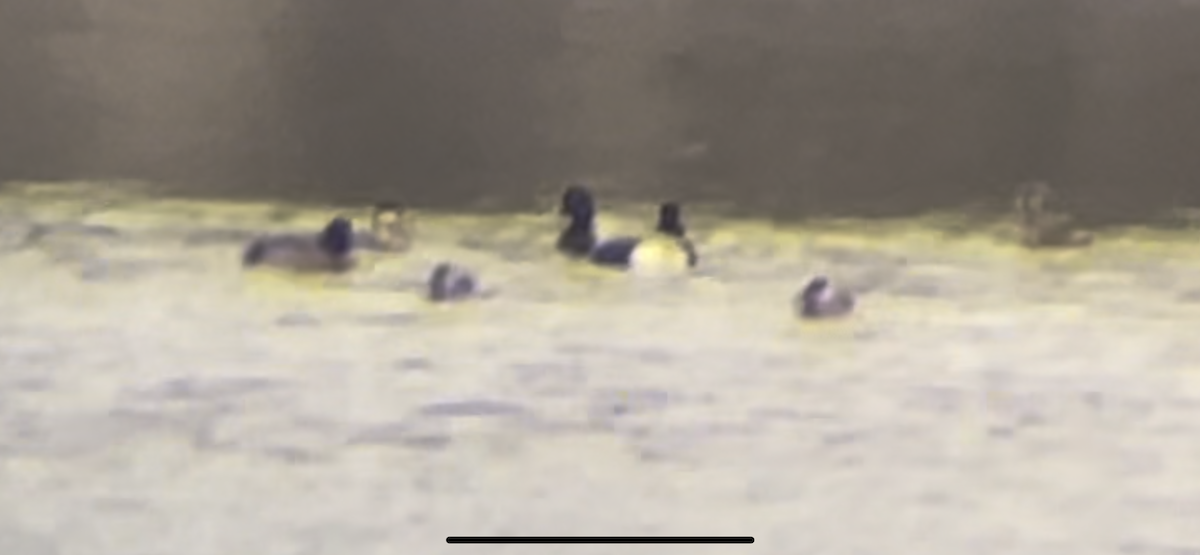 Greater/Lesser Scaup - ML615054422