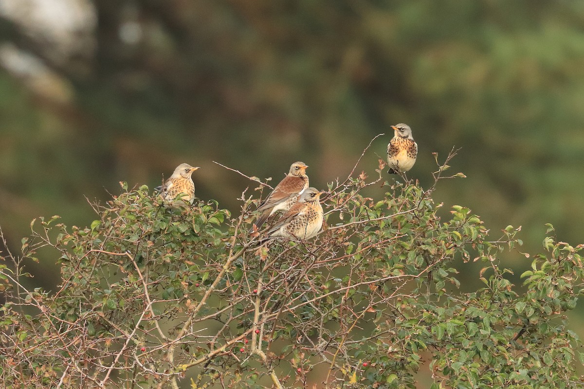 Дуулгат хөөндэй - ML615054429