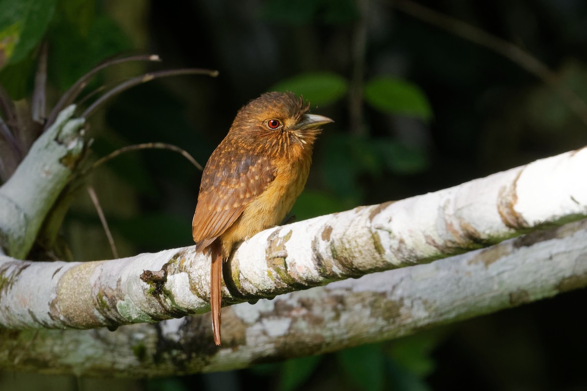 White-whiskered Puffbird - ML615054484