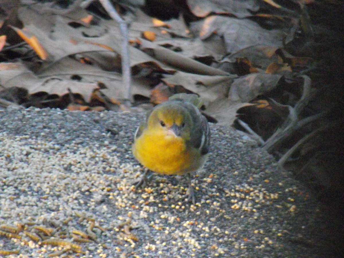 Baltimore Oriole - Joseph McGee