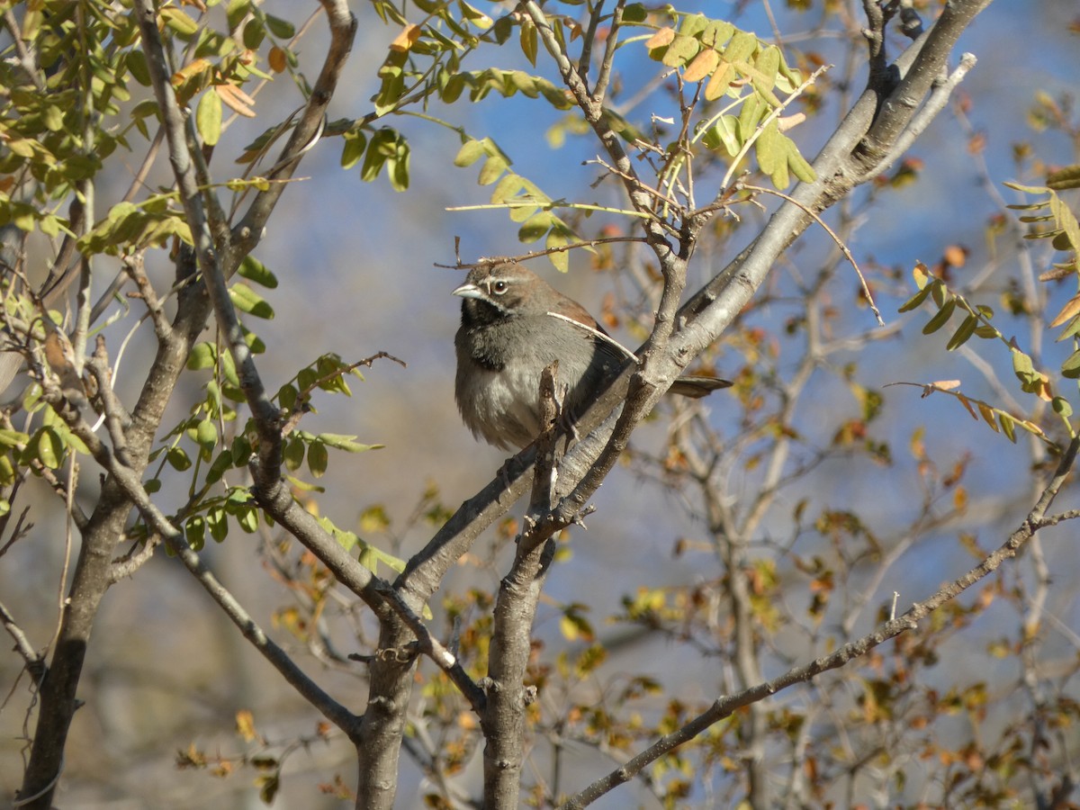 Five-striped Sparrow - ML615054581