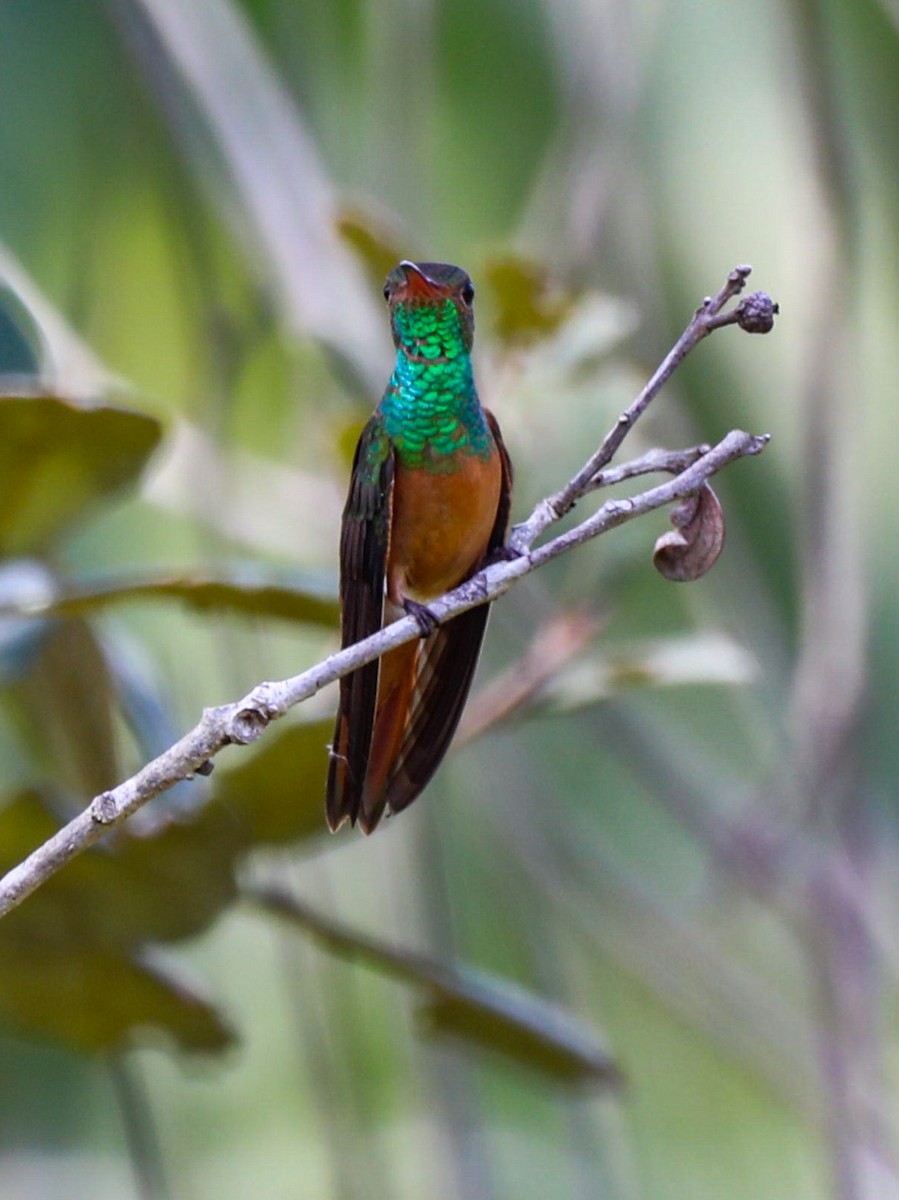 kolibřík yukatanský - ML615054584