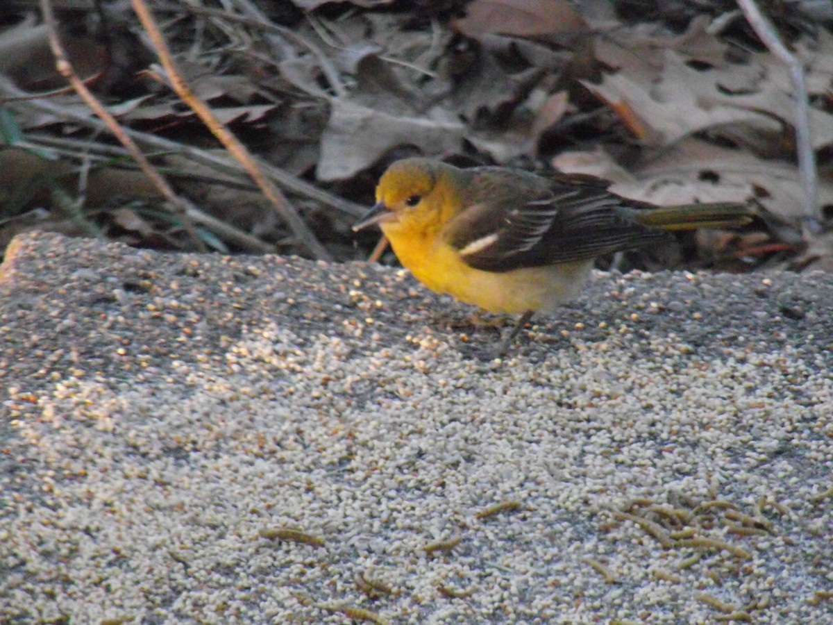 Baltimore Oriole - Joseph McGee