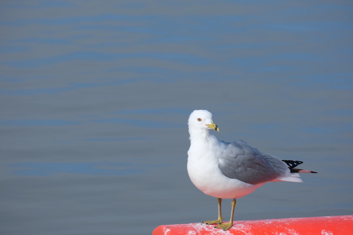 Ring-billed Gull - ML615054652