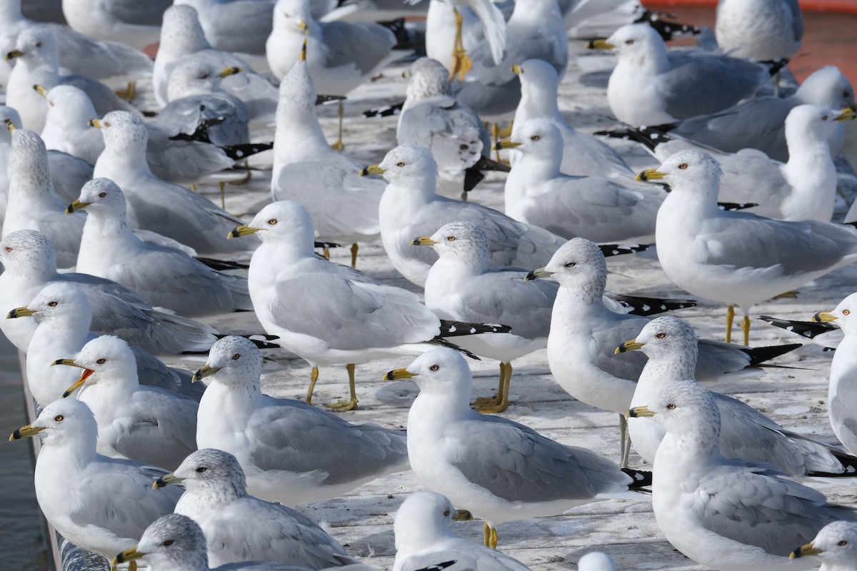 Ring-billed Gull - ML615054654