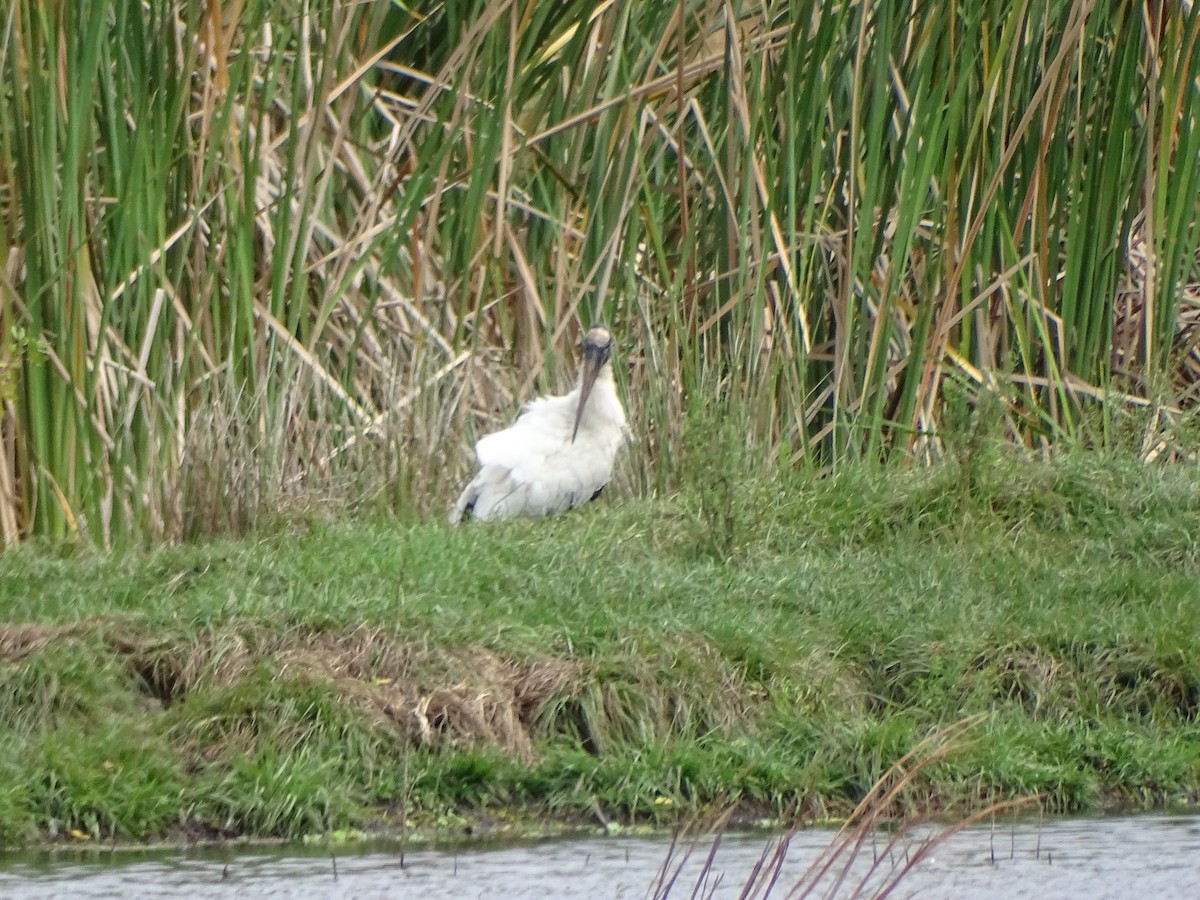 Wood Stork - ML615054674