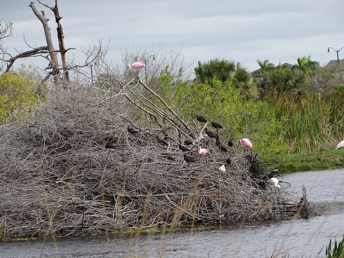 Roseate Spoonbill - ML615054686