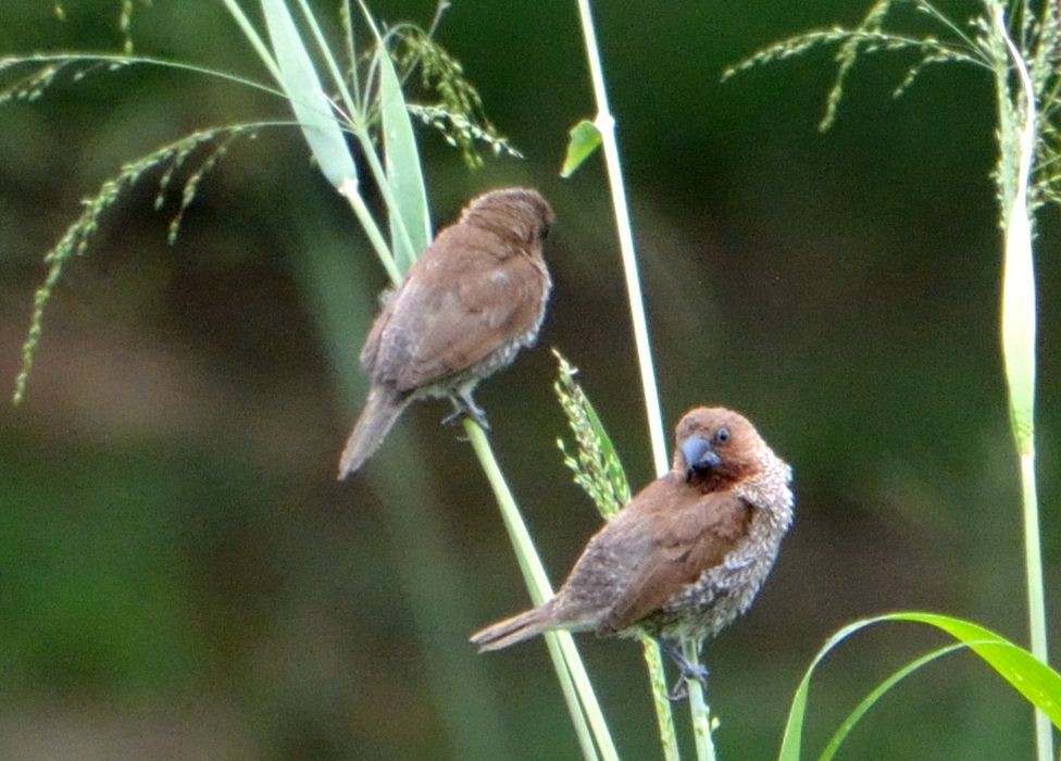 Scaly-breasted Munia (Scaled) - Bruce Frazier